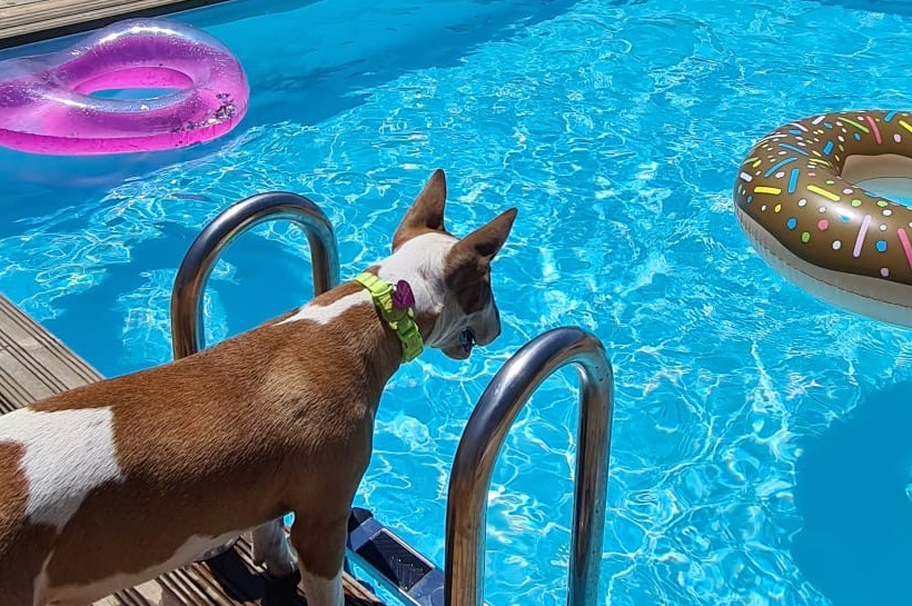 Alojamento Pet-friendly