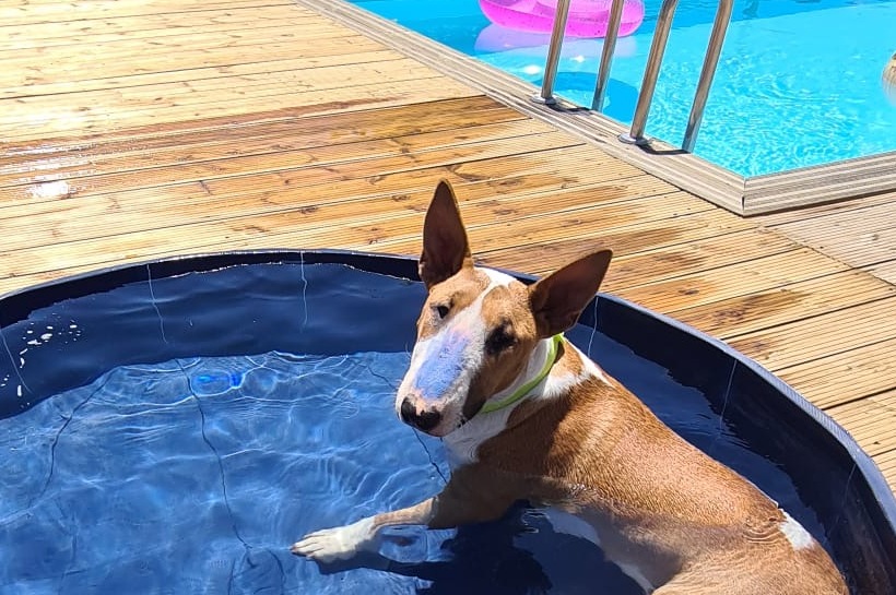 Alojamento Pet-friendly