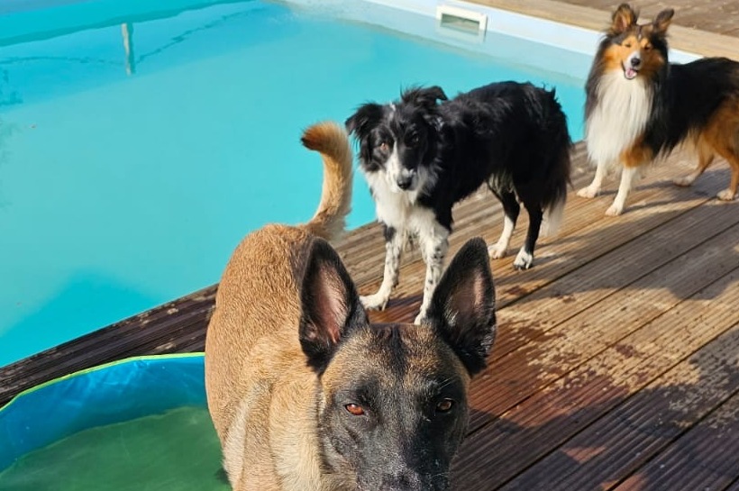 Alojamento Pet-friendly