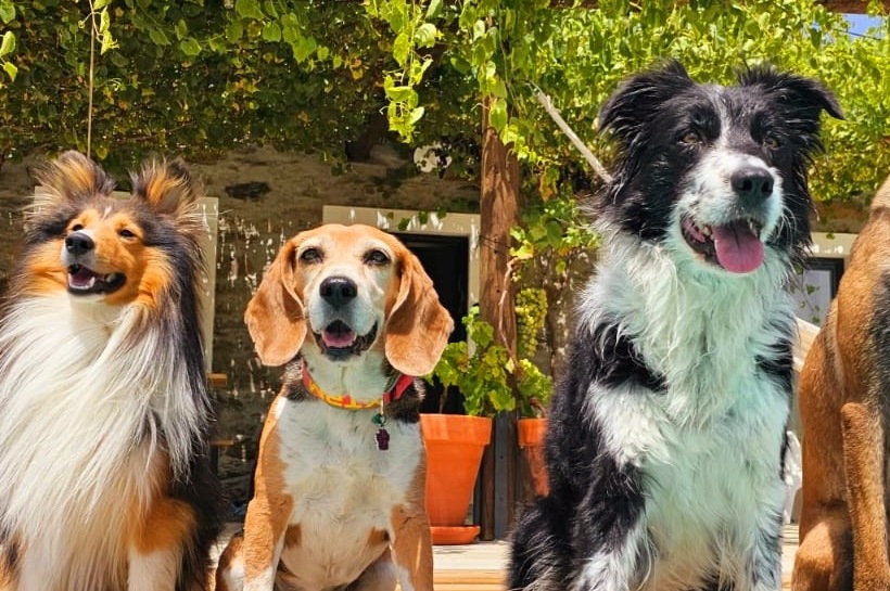 Alojamento Pet-friendly