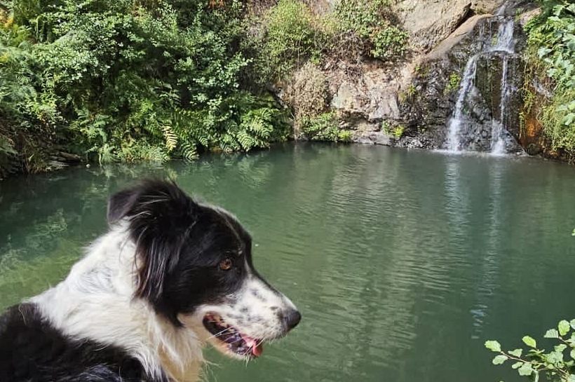 Alojamento Pet-friendly